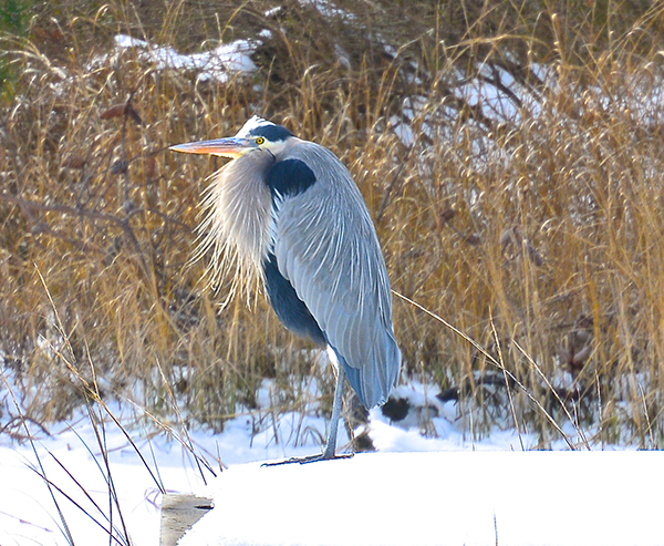 Picture of Great Blue Heron waiting at the waters edge in the winter time